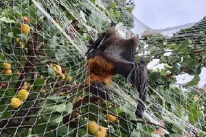 media alert - indiscriminate use of nets killing and maiming wildlife in adelaide suburbs